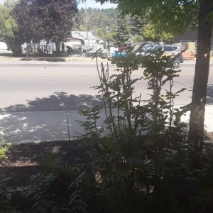 amandajsullivanmusic