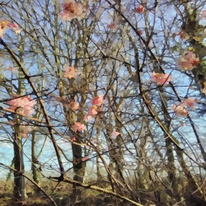 Alfonso Montellano López