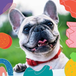 Brillant Musique de Chien