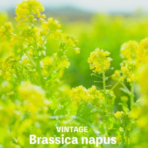 BRASSICA NAPUS STYLE