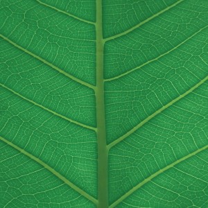 Appearance Of The Universe