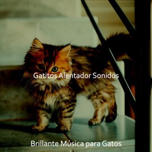 Brillante Música para Gatos