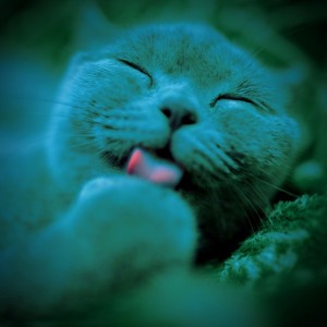 Animado Música de Gato