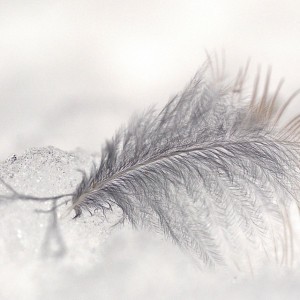 Antarctica Noise EFX