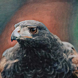 Battleground Belligerent