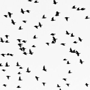 Benjammin Bodenstein